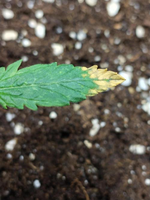 Eternity Grow Cup 2026. Week 1 - Pflanze 1