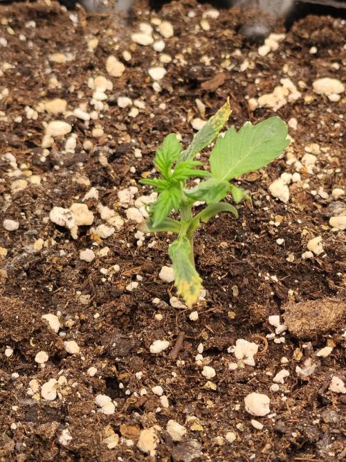 Eternity Grow Cup 2026. Week 2 - Nr2