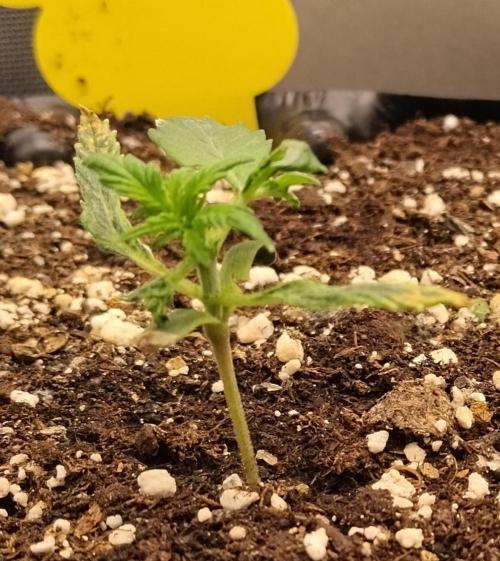 Eternity Grow Cup 2026. Week 2 - Nr2