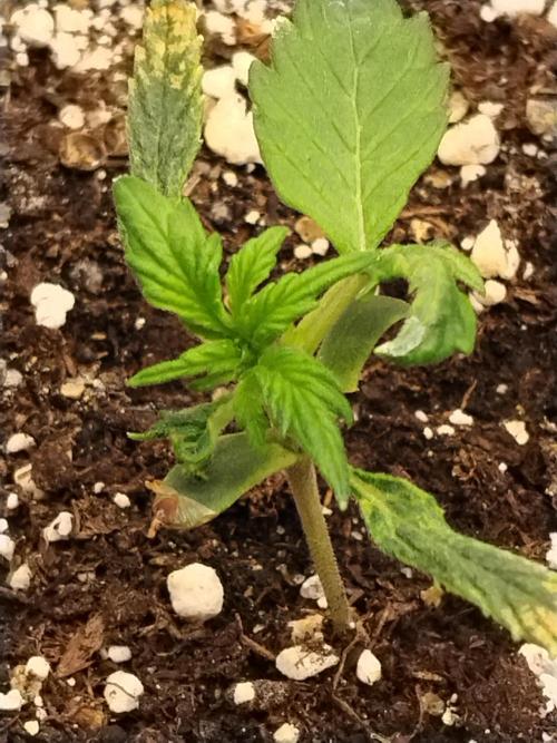 Eternity Grow Cup 2026. Week 2 - Nr2