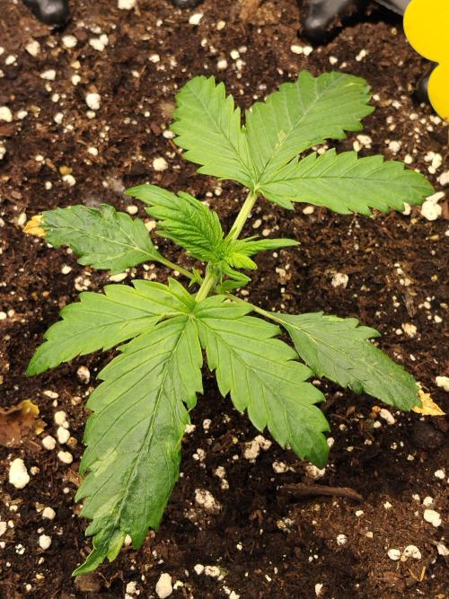 Eternity Grow Cup 2026. Week 2 - Nr1