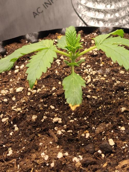 Eternity Grow Cup 2026. Week 2 - Nr1