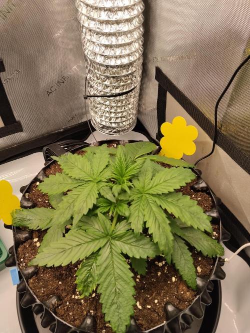 Eternity Grow Cup 2026. Week 3 - Nr1 