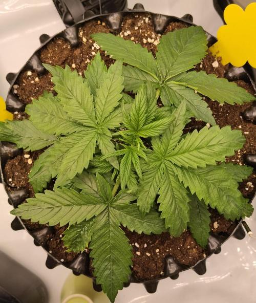 Eternity Grow Cup 2026. Week 3 - Nr1 