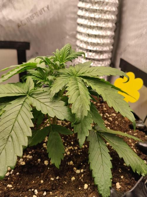 Eternity Grow Cup 2026. Week 3 - Nr1 