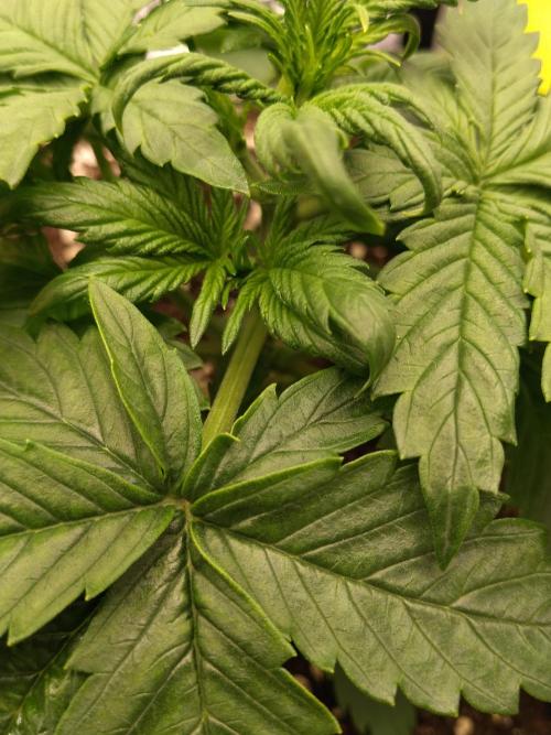 Eternity Grow Cup 2026. Week 3 - Nr1 