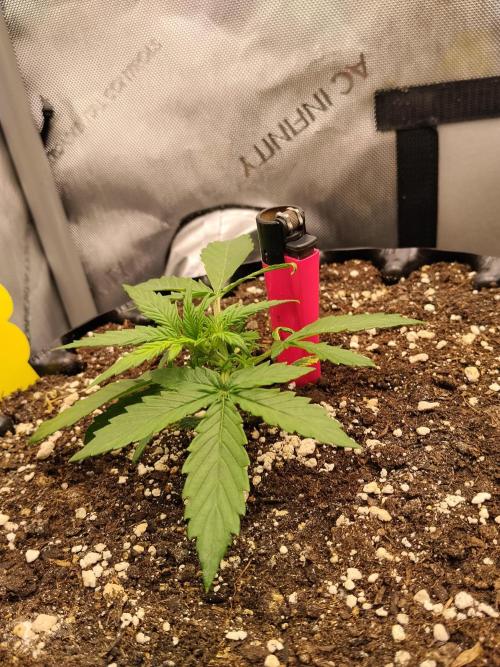 Eternity Grow Cup 2026. Week 3 - Nr2