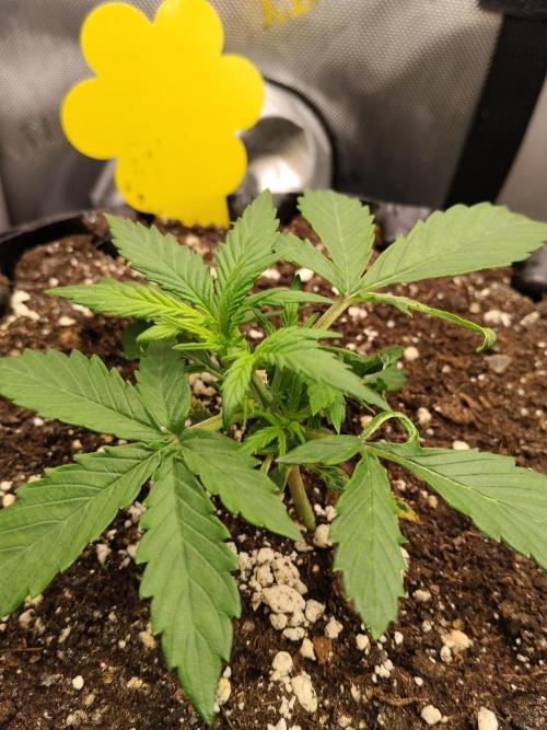 Eternity Grow Cup 2026. Week 3 - Nr2 