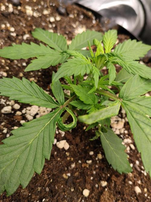 Eternity Grow Cup 2026. Week 3 - Nr2 