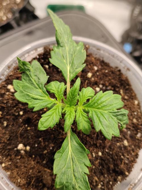 Eternity Grow Cup 2026. Week 3 - Nr3