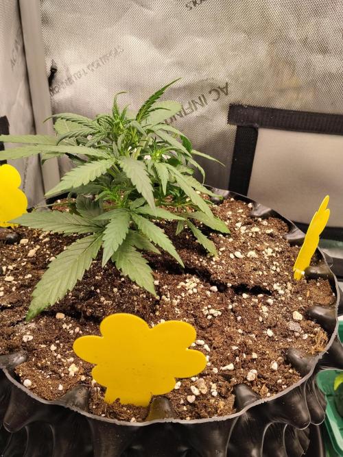 Eternity Grow Cup 2026. Week 4 - Bonsai Nr 2 muss leider gehen