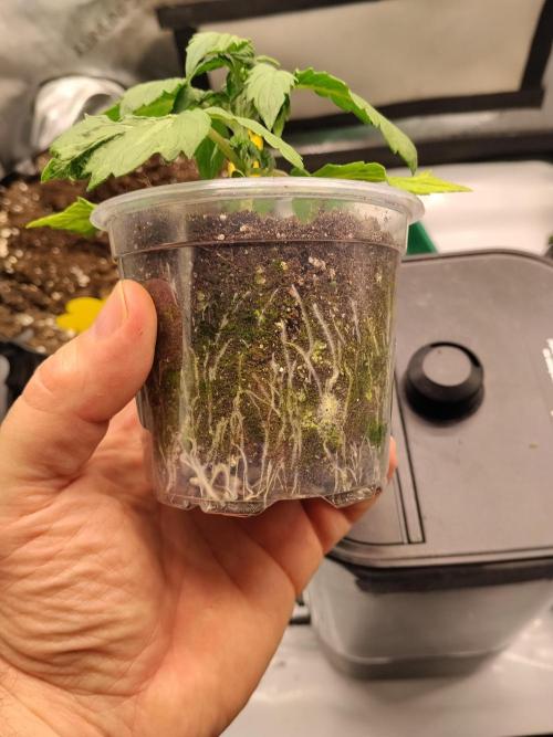 Eternity Grow Cup 2026. Week 4 - Nr 3 ist gut durchwurzelt und wird umgetopft
