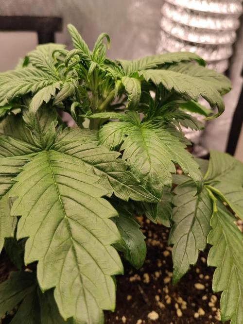 Eternity Grow Cup 2026. Week 4 - Nr1 Tag 26 vor dem topping