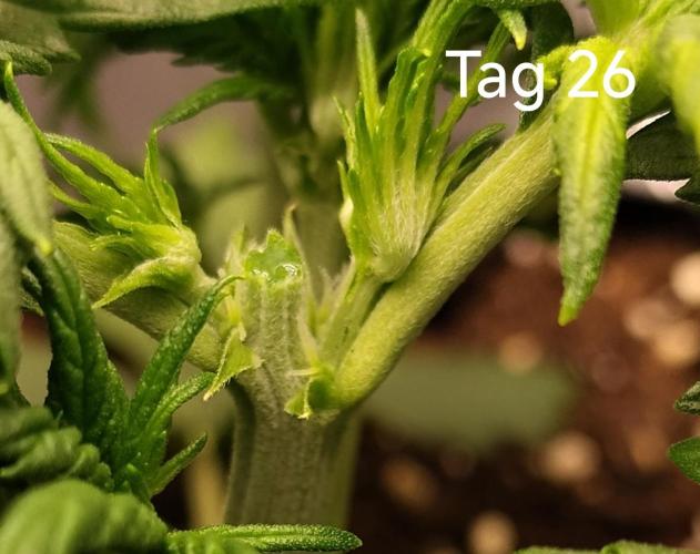 Eternity Grow Cup 2026. Week 4 - Nach dem Topping 