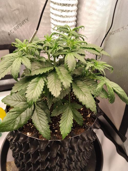 Eternity Grow Cup 2026. Week 4 - Nr 1