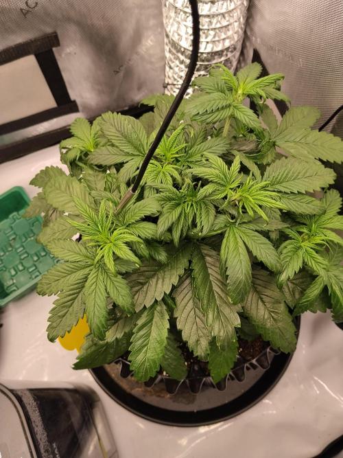 Eternity Grow Cup 2026. Week 4 - Nr1