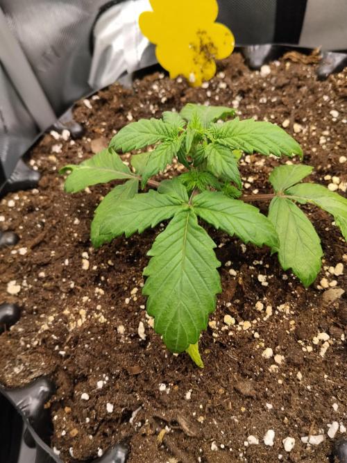 Eternity Grow Cup 2026. Week 4 - Nr 3