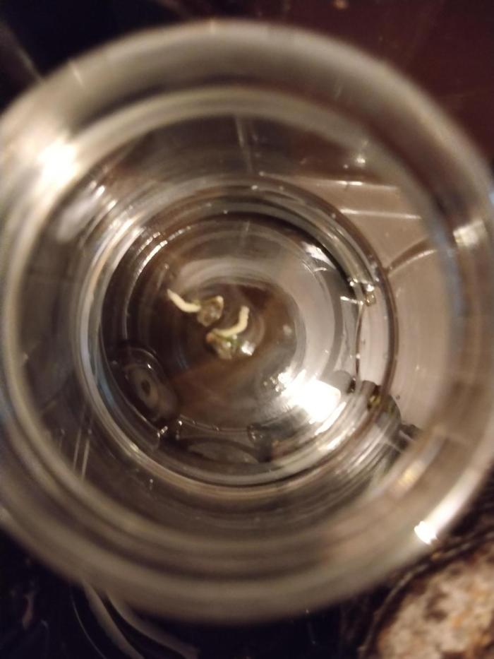 Purple Banana. Week 0