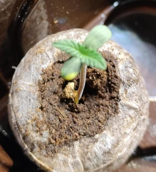 Purple Banana. Week 1