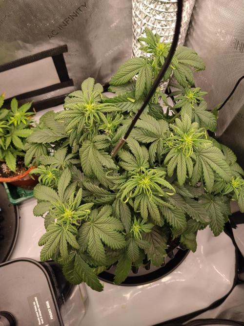 Eternity Grow Cup 2026. Week 5 - Nr1 vor dem entlauben 