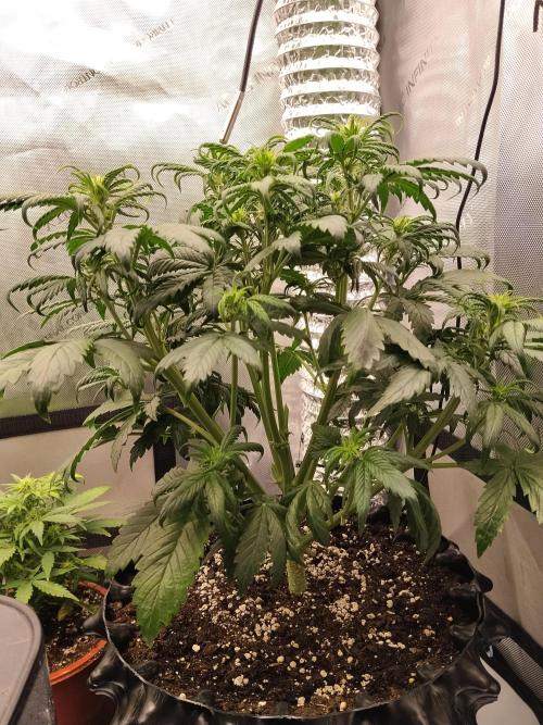 Eternity Grow Cup 2026. Week 5 - Nr2 nach dem entlauben 