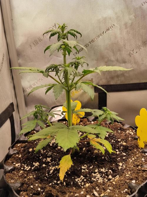 Eternity Grow Cup 2026. Week 5 - Nr3