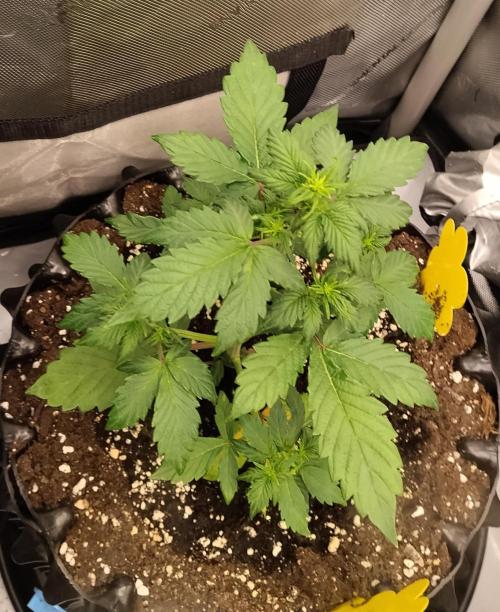 Eternity Grow Cup 2026. Week 5 - Nr.3