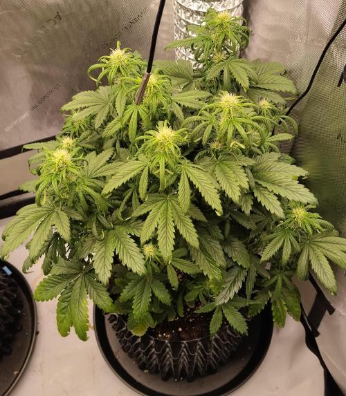 Eternity Grow Cup 2026. Week 6 - Pflanze Nr1 