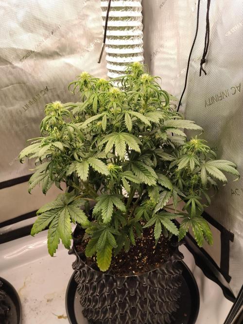 Eternity Grow Cup 2026. Week 6 - Pflanze Nr1 