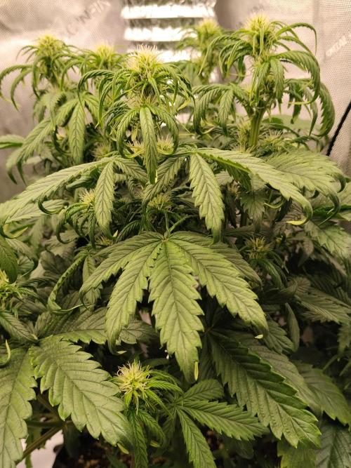 Eternity Grow Cup 2026. Week 6 - Pflanze Nr1 