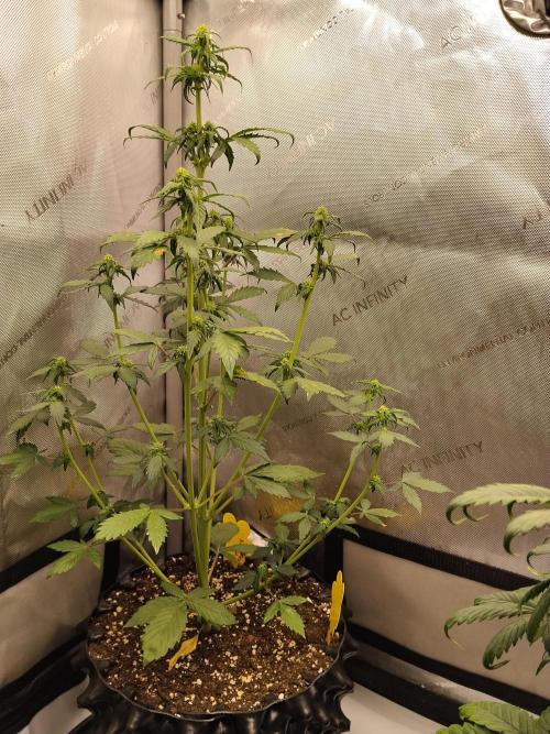 Eternity Grow Cup 2026. Week 6 - Pflanze Nr3 