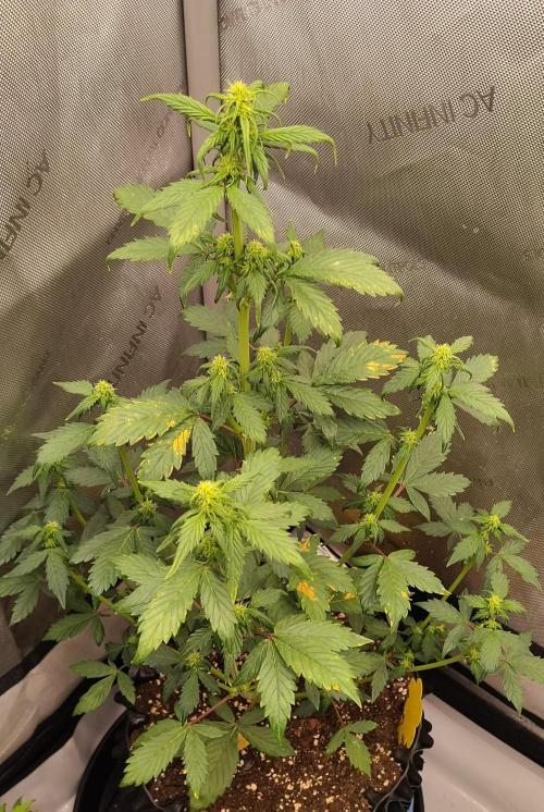 Eternity Grow Cup 2026. Week 6 - Pflanze Nr3 