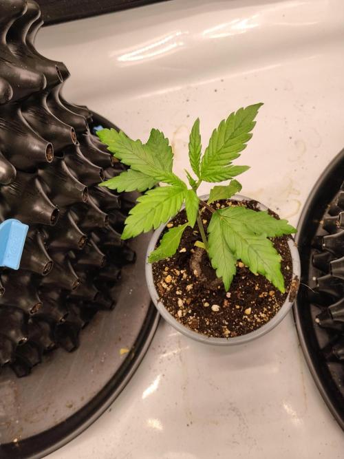 Purple Banana. Week 3