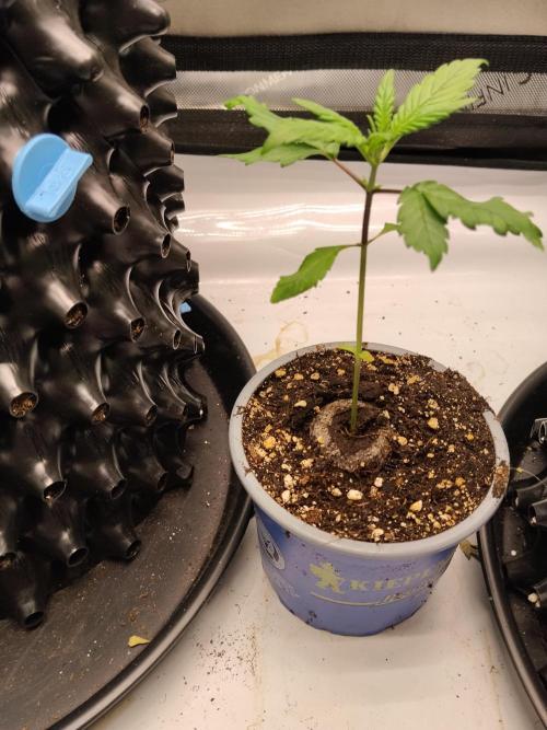 Purple Banana. Week 3