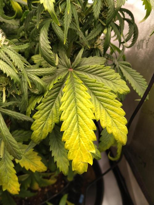 Eternity Grow Cup 2026. Week 7