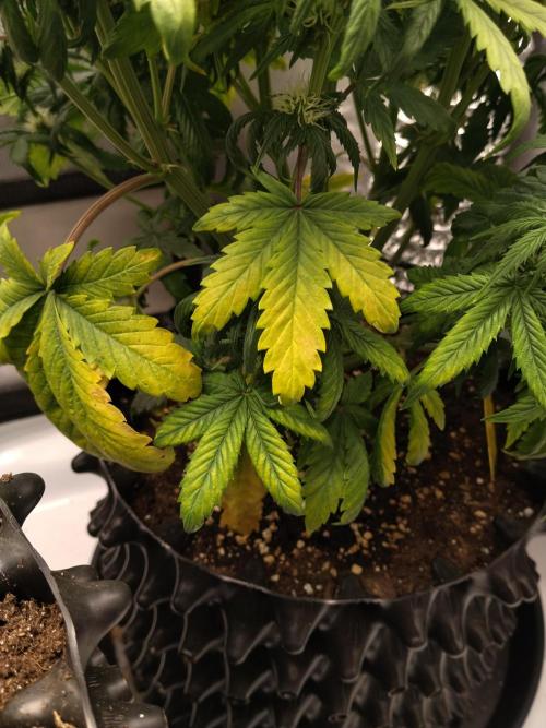 Eternity Grow Cup 2026. Week 7