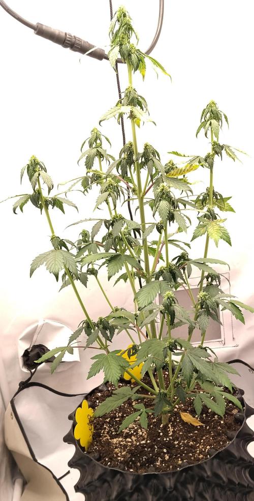 Eternity Grow Cup 2026. Week 7 - Nr3 in Quarantäne 
