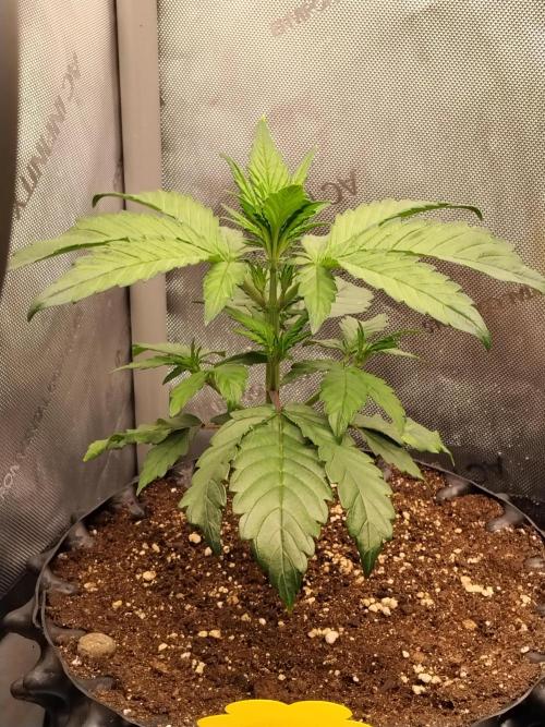 Purple Banana. Week 4