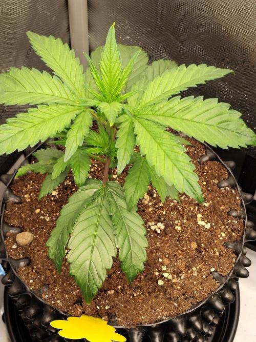 Purple Banana. Week 4