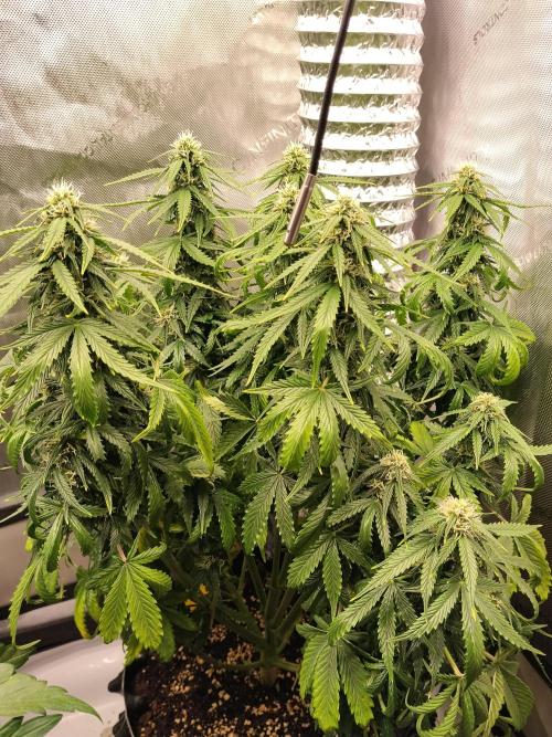 Eternity Grow Cup 2026. Week 8