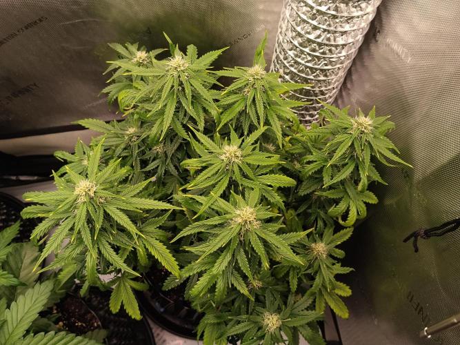 Eternity Grow Cup 2026. Week 8