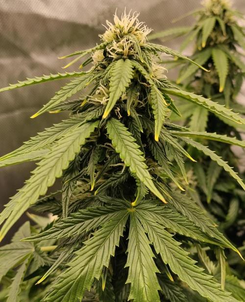 Eternity Grow Cup 2026. Week 8