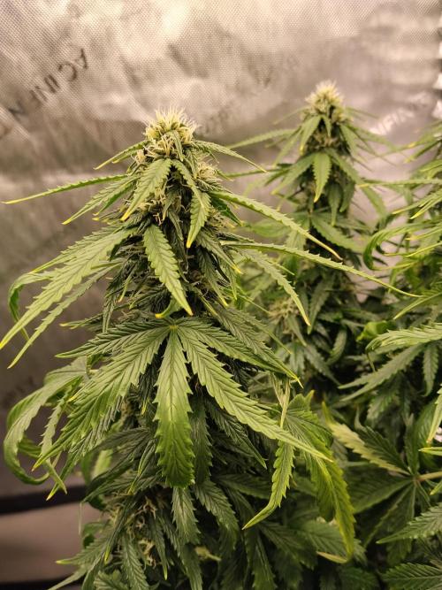 Eternity Grow Cup 2026. Week 8