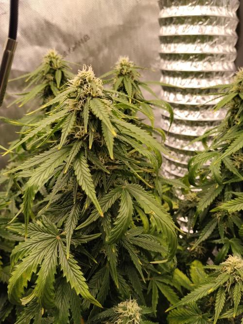 Eternity Grow Cup 2026. Week 8