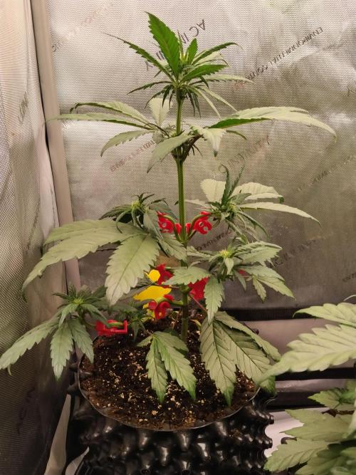 Purple Banana. Week 5