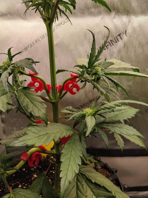 Purple Banana. Week 5
