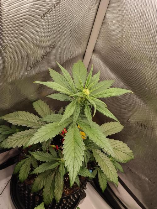 Purple Banana. Week 5