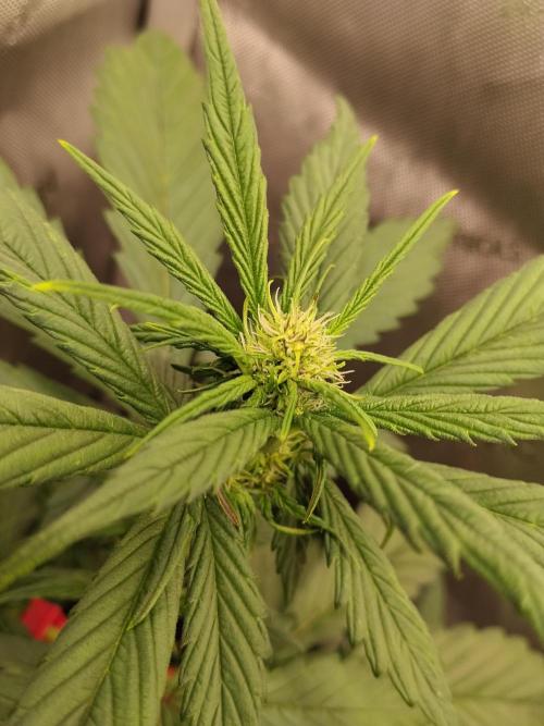 Purple Banana. Week 5