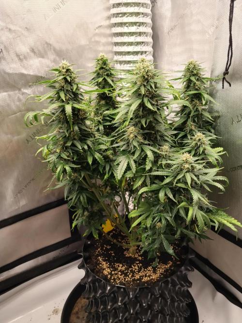 Eternity Grow Cup 2026. Week 9