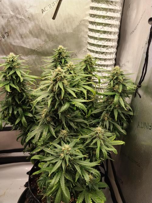 Eternity Grow Cup 2026. Week 9